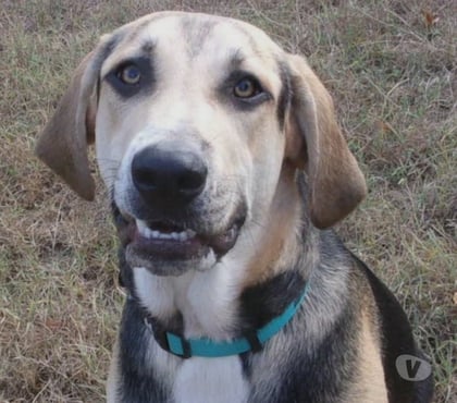 Vente animaux Castelnau Montratier Lot - Photos Vivastreet Chien mâle 3 ans croisé Berger gentil affectueux et actif