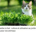 Cormeilles en Parisis - Val-d'Oise — Graines d'Herbe à Chat