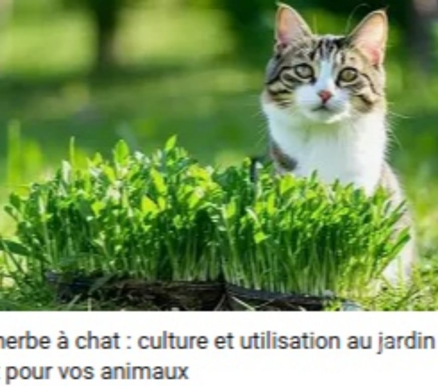 Services, accessoires animaux Val-d'Oise Cormeilles en Parisis - 95240 - Photos Vivastreet Graines d'Herbe à Chat