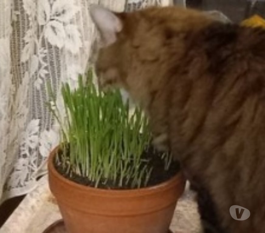 Services, accessoires animaux Val-d'Oise Cormeilles en Parisis - 95240 - Photos Vivastreet Graines d'Herbe à Chat