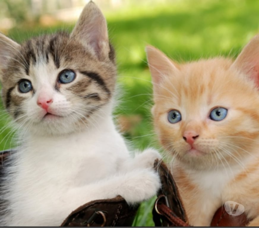 Services, accessoires animaux Val-d'Oise Cormeilles en Parisis - 95240 - Photos Vivastreet Graines d'Herbe à Chat