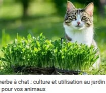 Graines d'Herbe à Chat