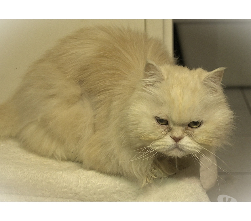 Don animaux Val-d'Oise Sannois - 95110 - Photos Vivastreet Phiphi, persan de 13 ans, cherche famille D'accueil URGENT