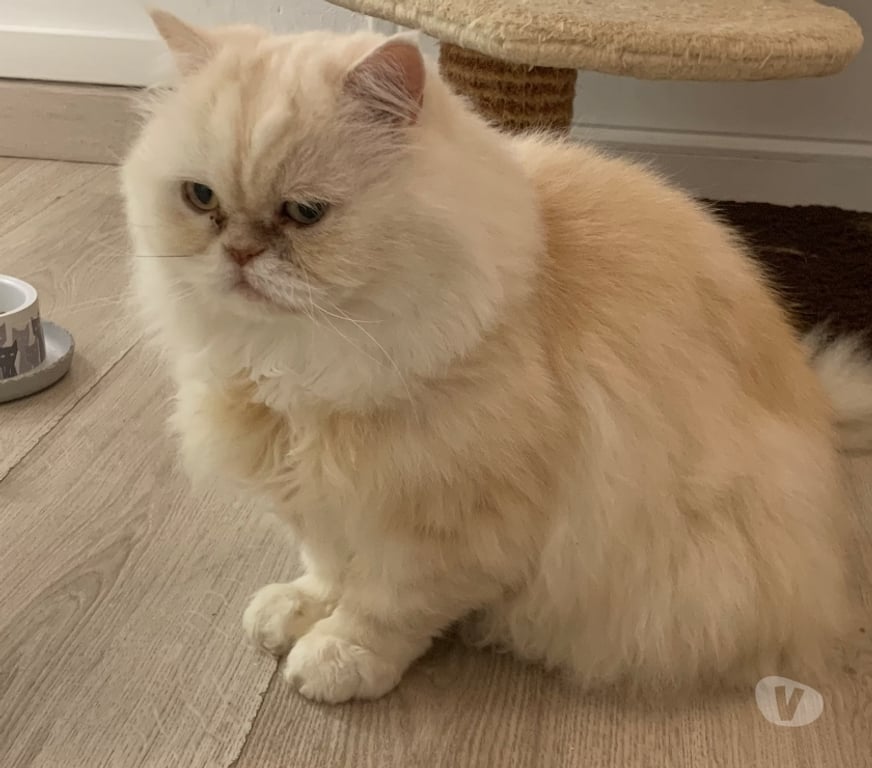 Don animaux Val-d'Oise Sannois - 95110 - Photos Vivastreet Phiphi, persan LOOF de 13 ans, cherche famille d'adoption