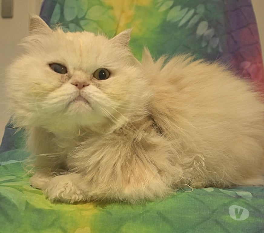 Don animaux Val-d'Oise Sannois - 95110 - Photos Vivastreet Phiphi, persan de 13 ans, cherche famille D'accueil URGENT