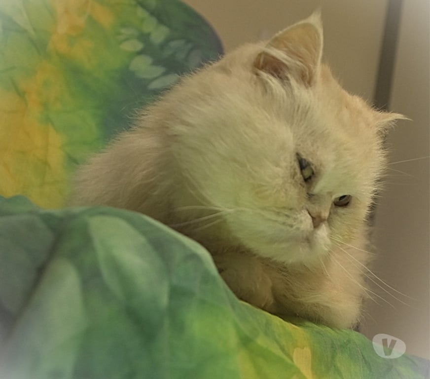 Don animaux Val-d'Oise Sannois - 95110 - Photos Vivastreet Phiphi, persan de 13 ans, cherche famille D'accueil URGENT