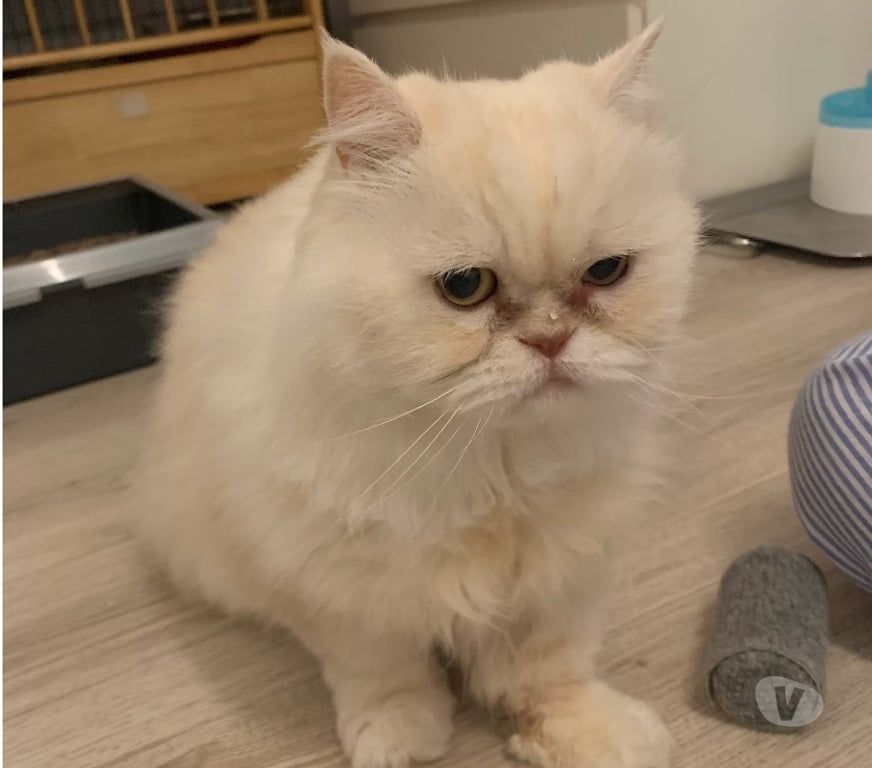 Don animaux Val-d'Oise Sannois - 95110 - Photos Vivastreet Phiphi, persan LOOF de 13 ans, cherche famille d'adoption