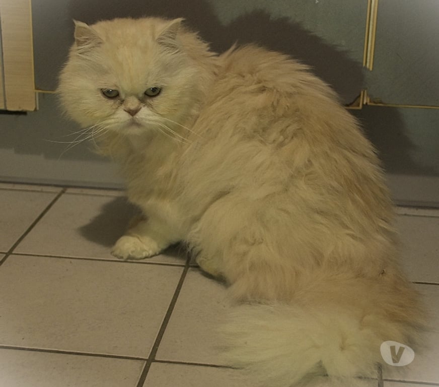 Don animaux Val-d'Oise Sannois - 95110 - Photos Vivastreet Phiphi, persan de 13 ans, cherche famille D'accueil URGENT