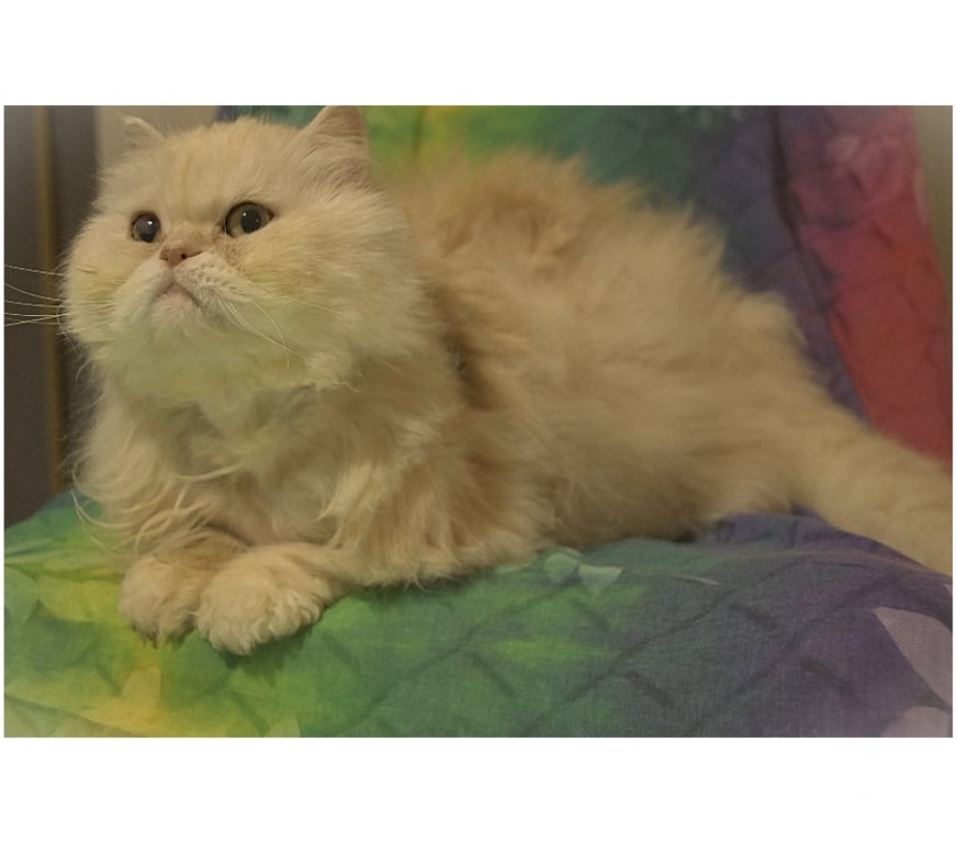 Don animaux Val-d'Oise Sannois - 95110 - Photos Vivastreet Phiphi, persan de 13 ans, cherche famille D'accueil URGENT