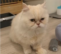 Photos Vivastreet Phiphi, persan LOOF de 13 ans, cherche famille d'adoption