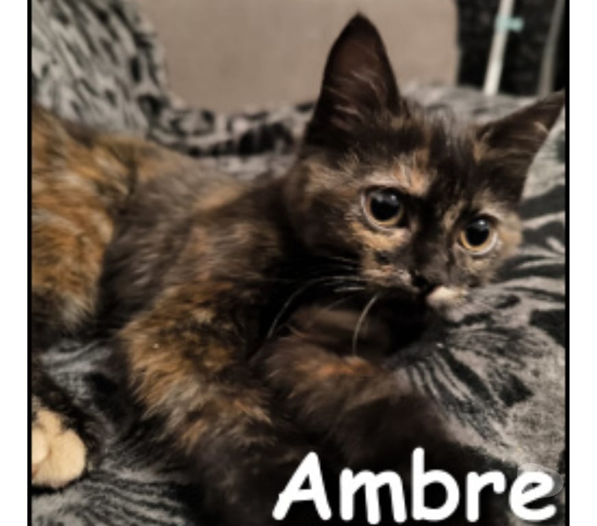 Don animaux Rhône Lyon - Photos Vivastreet AMBRE, chatonne gentille et câline
