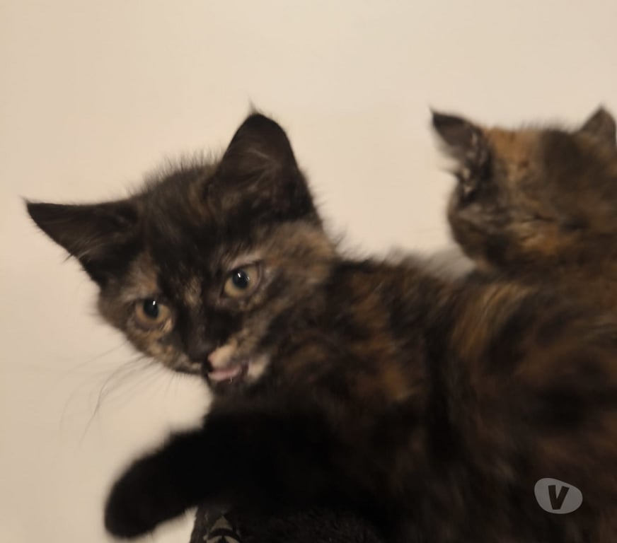 Don animaux Rhône Lyon - Photos Vivastreet AMBRE, chatonne gentille et câline