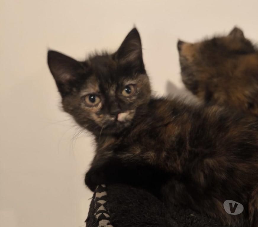 Don animaux Rhône Lyon - Photos Vivastreet AMBRE, chatonne gentille et câline