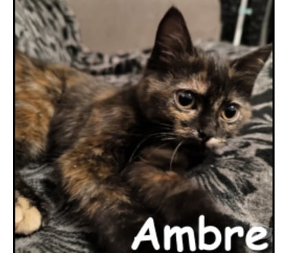 Don animaux Lyon Lyon - Photos Vivastreet AMBRE, chatonne gentille et câline
