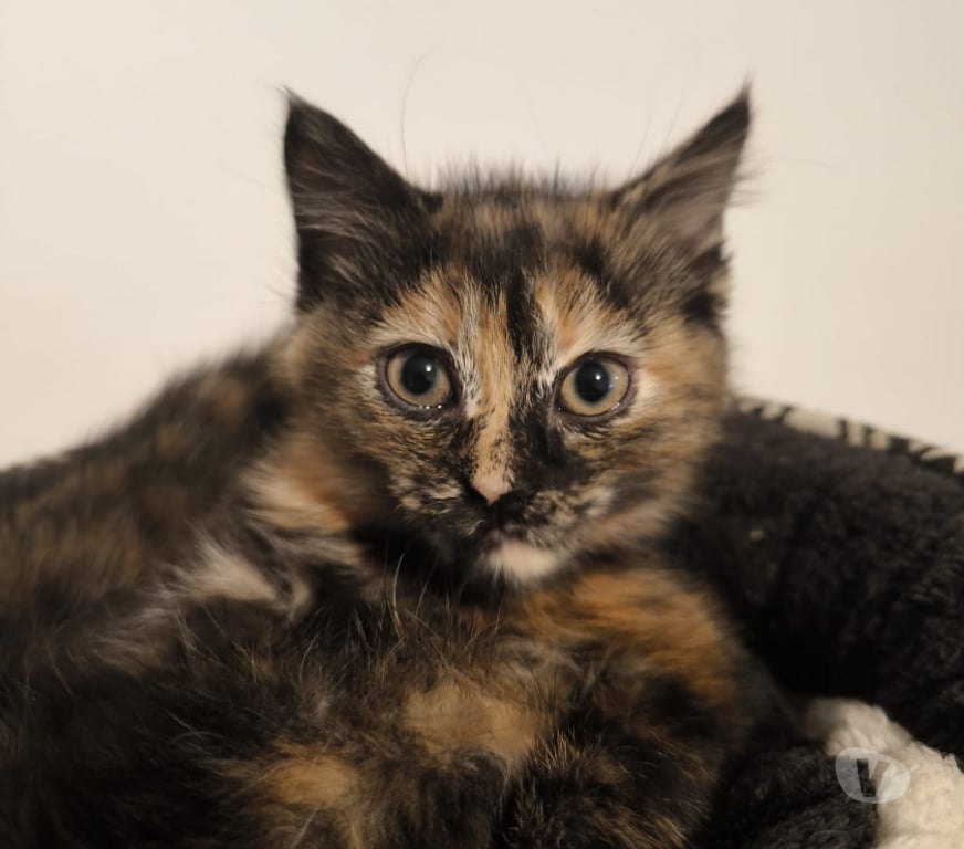 Don animaux Rhône Lyon - Photos Vivastreet ANOUK, chatonne sociable et pleine d'amour