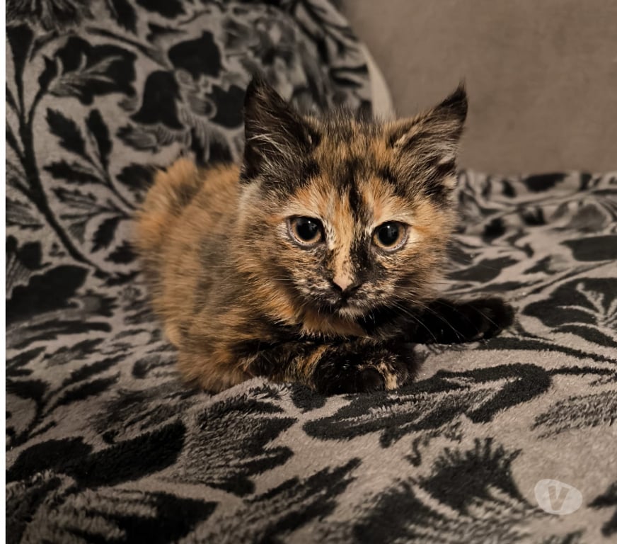 Don animaux Rhône Lyon - Photos Vivastreet ANOUK, chatonne sociable et pleine d'amour