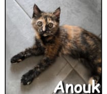 ANOUK, chatonne sociable et pleine d'amour
