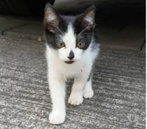 AUGUSTINE chatonne noir et blanche