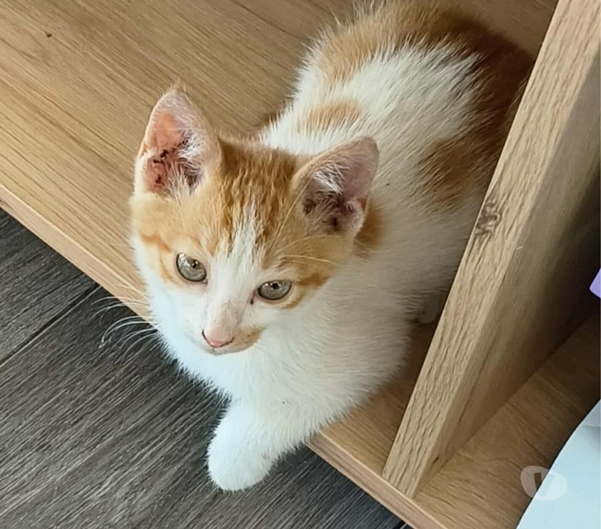 Vente Vendée Bois de Cene - 85710 - Photos Vivastreet AKATINE chaton roux et blanche