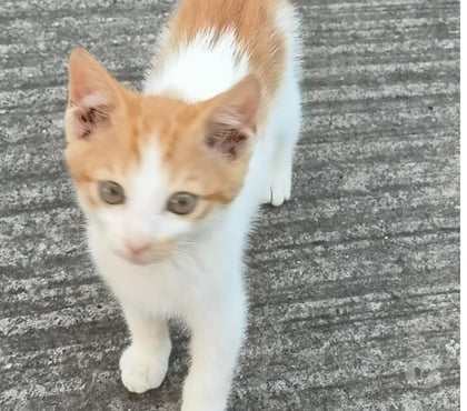 Vente animaux Bois de Cene Vendée - Photos Vivastreet AKATINE chaton roux et blanche