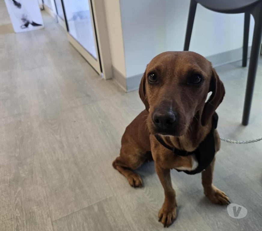 Vente Vendée Bois de Cene - 85710 - Photos Vivastreet AISSA chienne croisé teckel