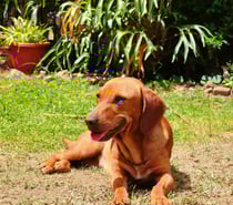 AISSA chienne croisé teckel