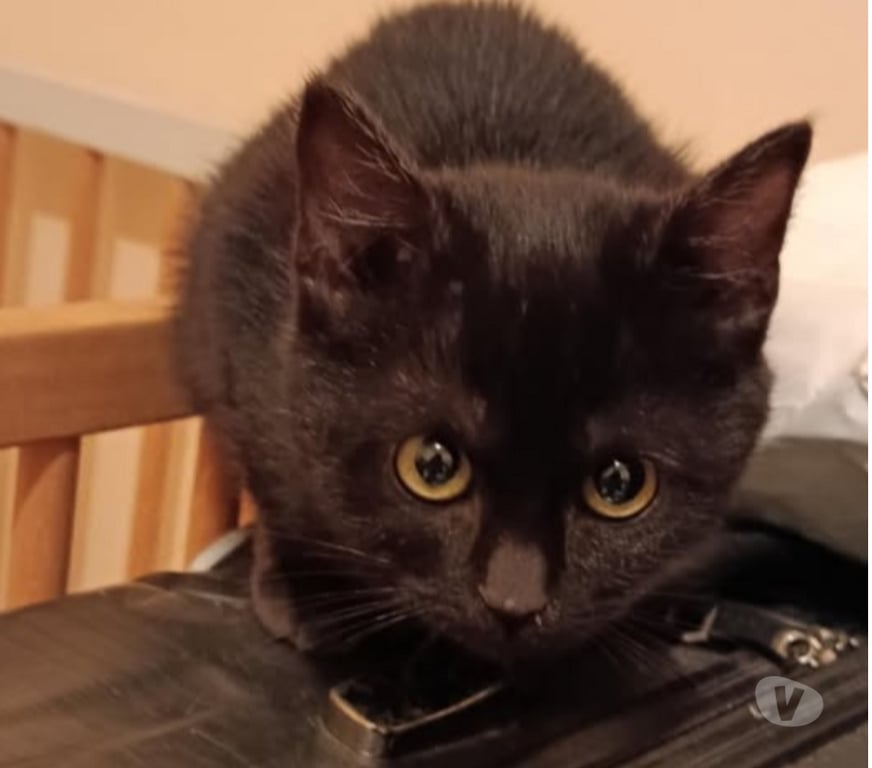 Don animaux Gard Nimes - Photos Vivastreet Chat IRIS à l adoption