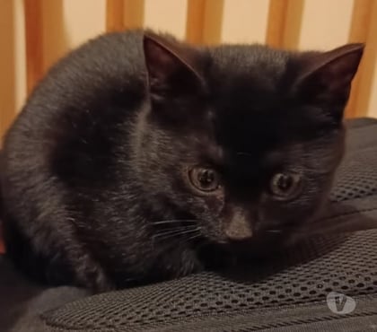 Adoption animaux Abbecourt Aisne - Photos Vivastreet Chat AARON à l adoption