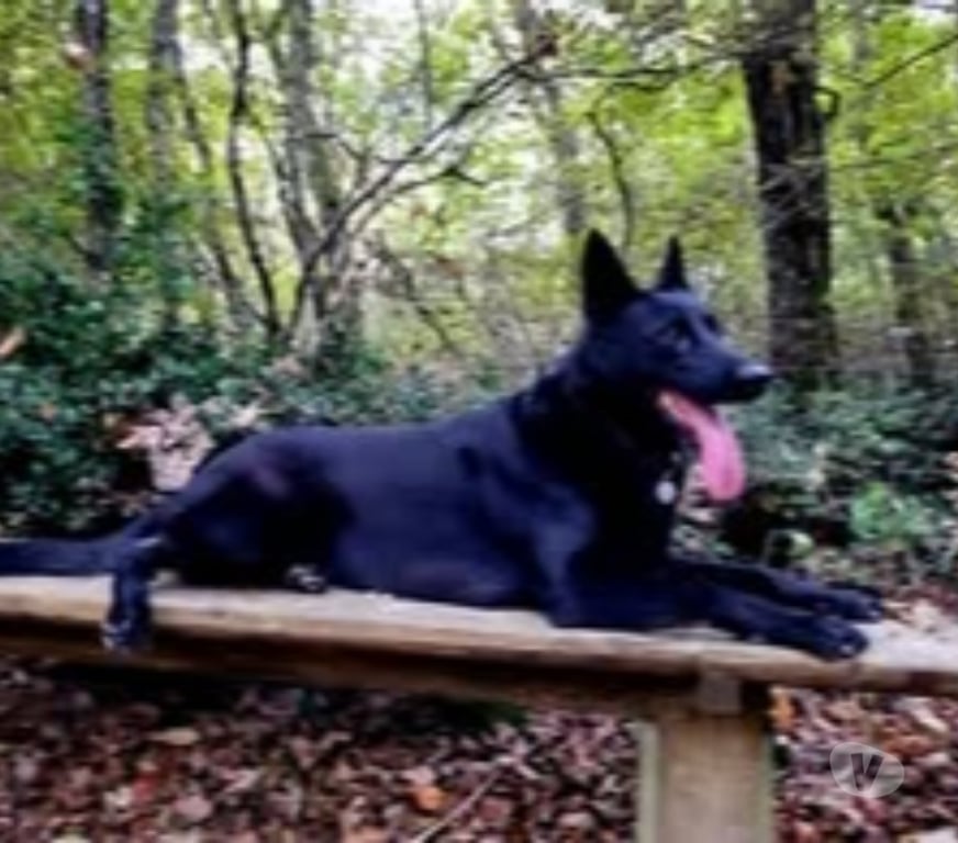 Don animaux Drôme St Gervais sur Roubion - 26160 - Photos Vivastreet Chien SAYKA à l adoption