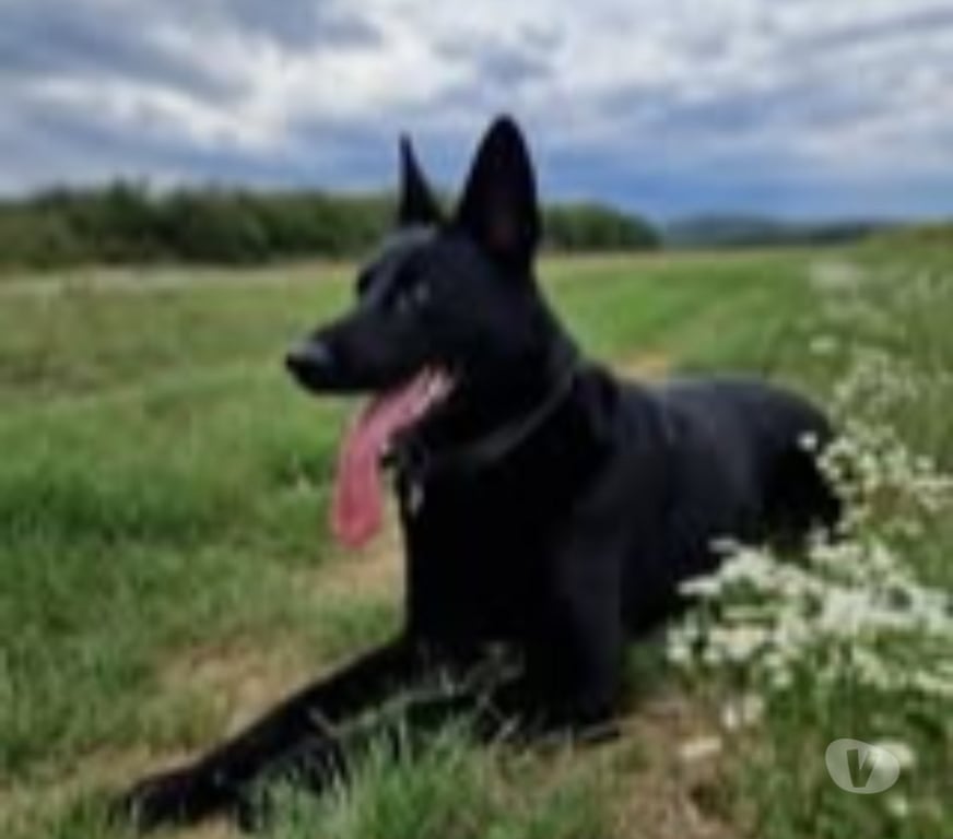 Don animaux Drôme St Gervais sur Roubion - 26160 - Photos Vivastreet Chien SAYKA à l adoption