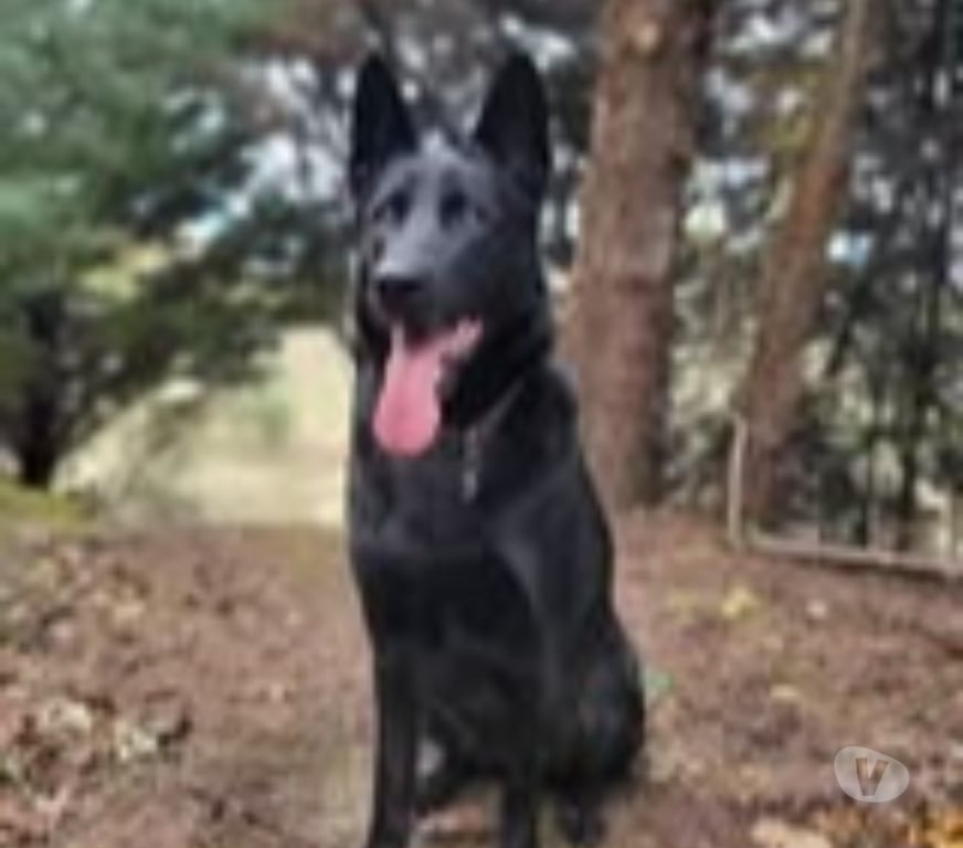 Don animaux Drôme St Gervais sur Roubion - 26160 - Photos Vivastreet Chien SAYKA à l adoption