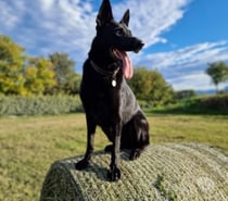 Chien SAYKA à l adoption