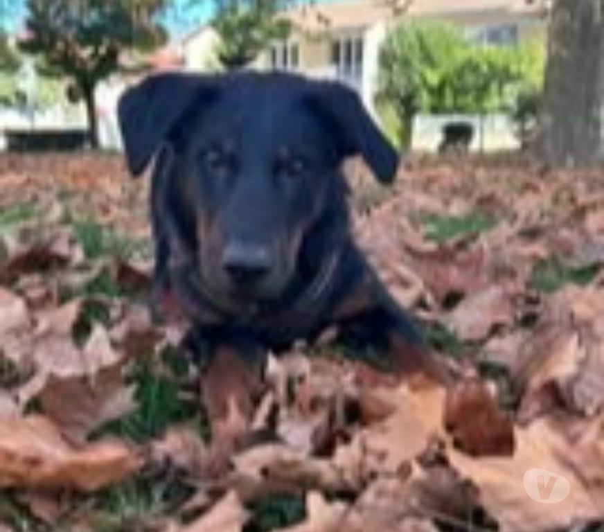 Don animaux Drôme Beauvallon - 26800 - Photos Vivastreet Chien LOKI à l adoption