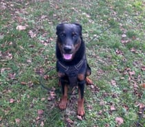 Chien LOKI à l adoption