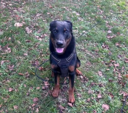 Don animaux Beauvallon Drôme - Photos Vivastreet Chien LOKI à l adoption