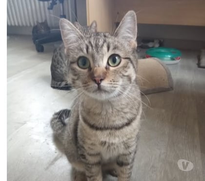 Don animaux Guilherand Granges Ardèche - Photos Vivastreet Chat LAYA à l adoption