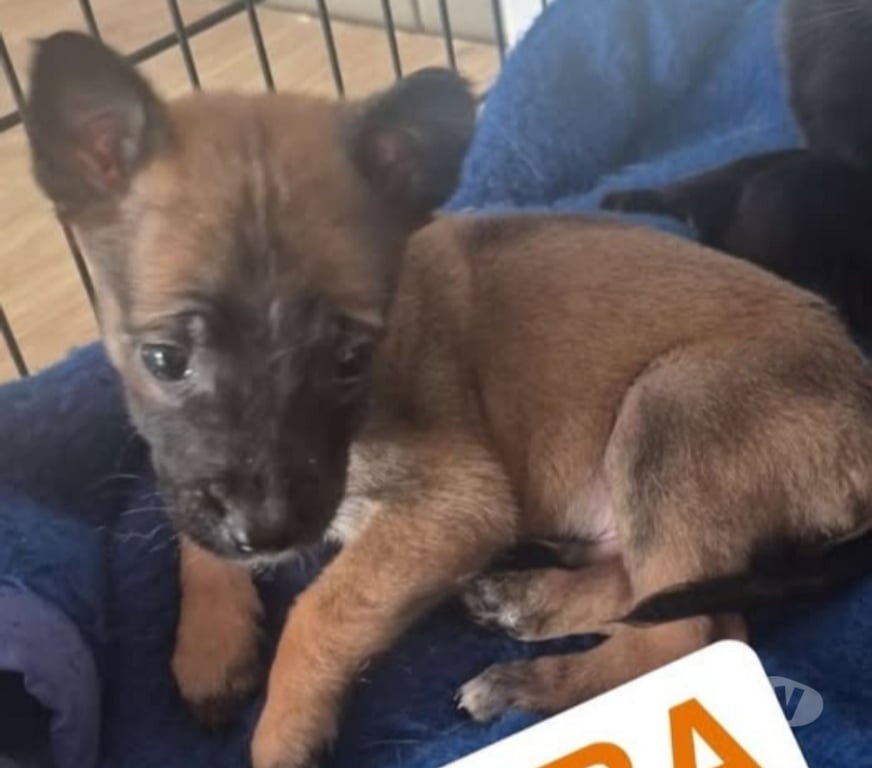 Don animaux Ardèche Davezieux - 07430 - Photos Vivastreet Chien PUMBA à l adoption