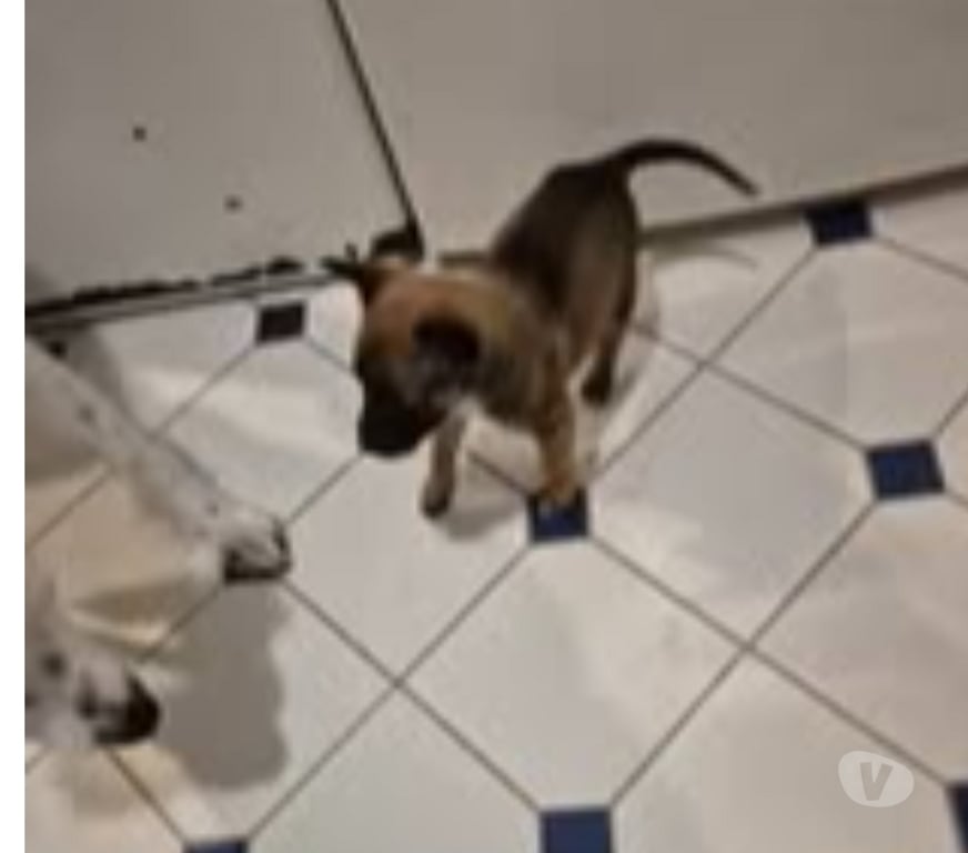 Don animaux Ardèche Davezieux - 07430 - Photos Vivastreet Chien PUMBA à l adoption