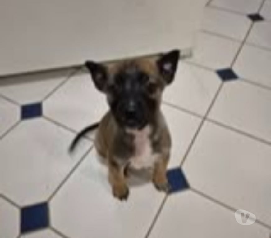 Don animaux Ardèche Davezieux - 07430 - Photos Vivastreet Chien PUMBA à l adoption