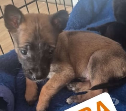 Adoption animaux Davezieux Ardèche - Photos Vivastreet Chien PUMBA à l adoption