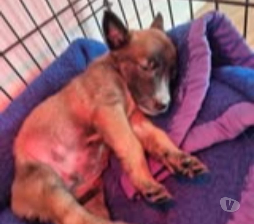 Don animaux Ardèche Davezieux - 07430 - Photos Vivastreet Chien BOUNTHY à l adoption