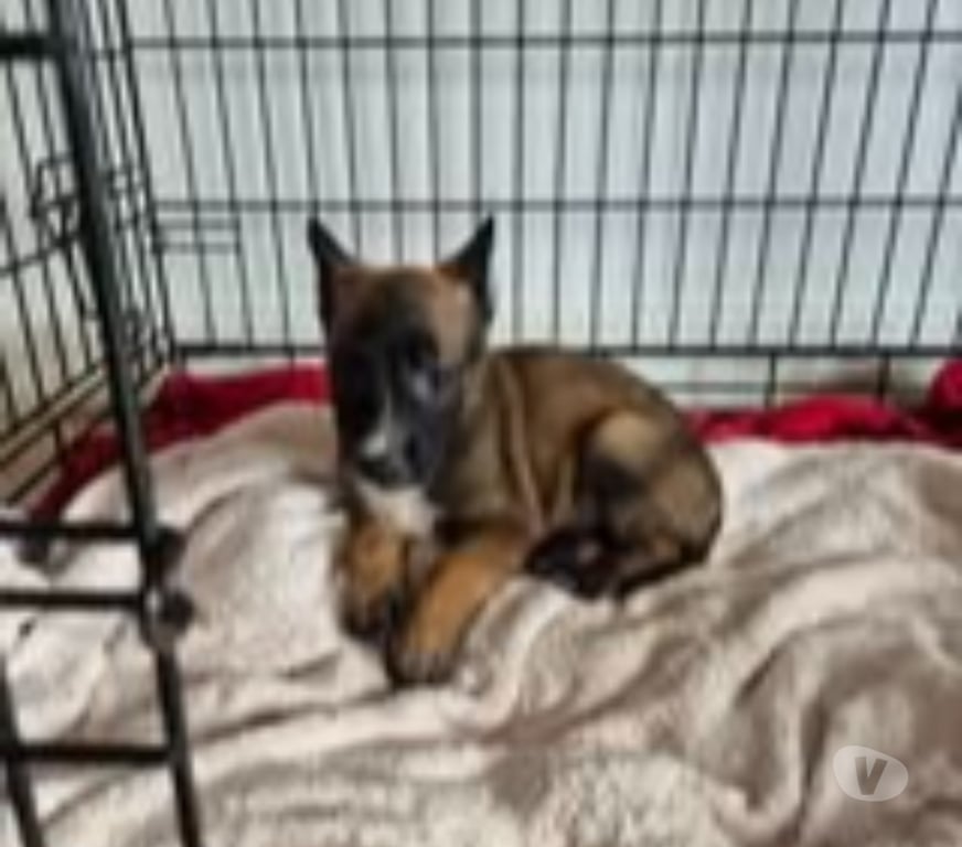 Don animaux Ardèche Davezieux - 07430 - Photos Vivastreet Chien BOUNTHY à l adoption