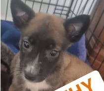 Chien BOUNTHY à l adoption