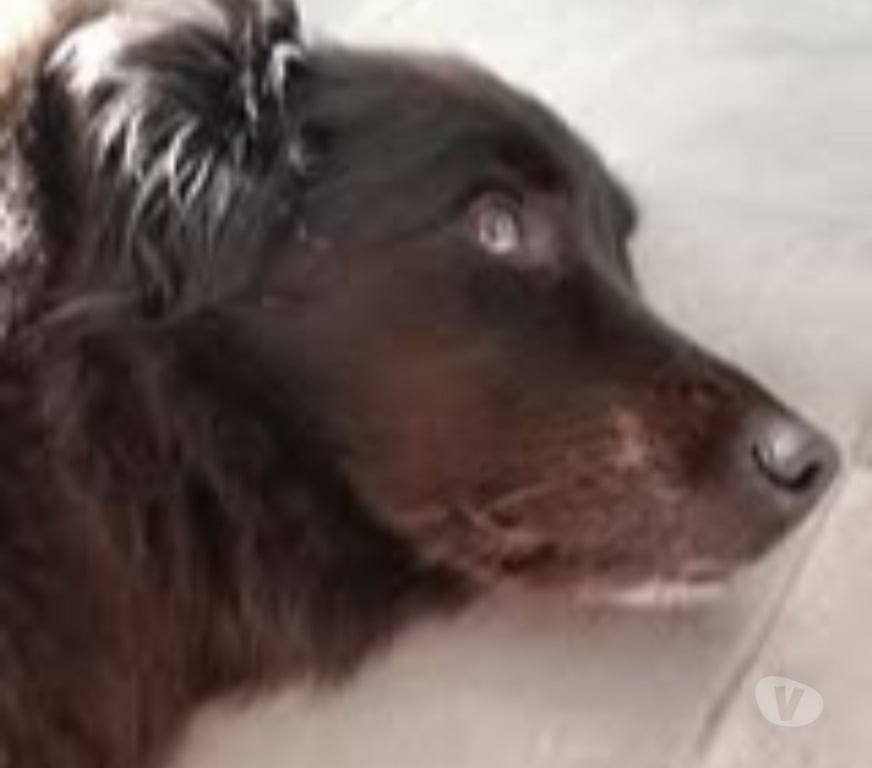 Don animaux Ardèche Eclassan - 07370 - Photos Vivastreet Chien BELLE à l adoption