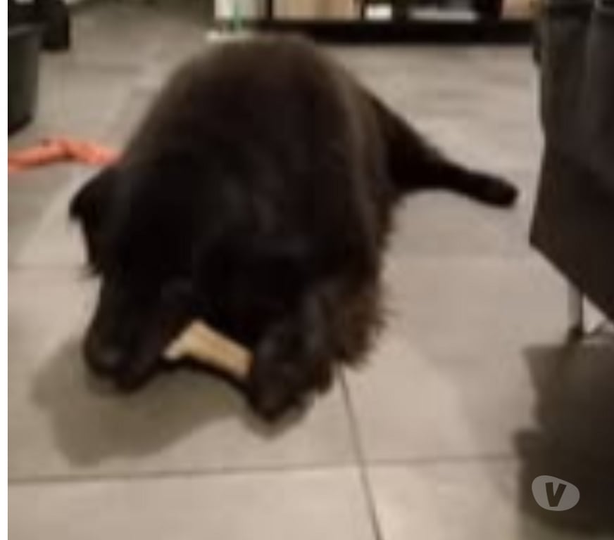 Don animaux Ardèche Eclassan - 07370 - Photos Vivastreet Chien BELLE à l adoption