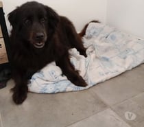 Chien BELLE à l adoption