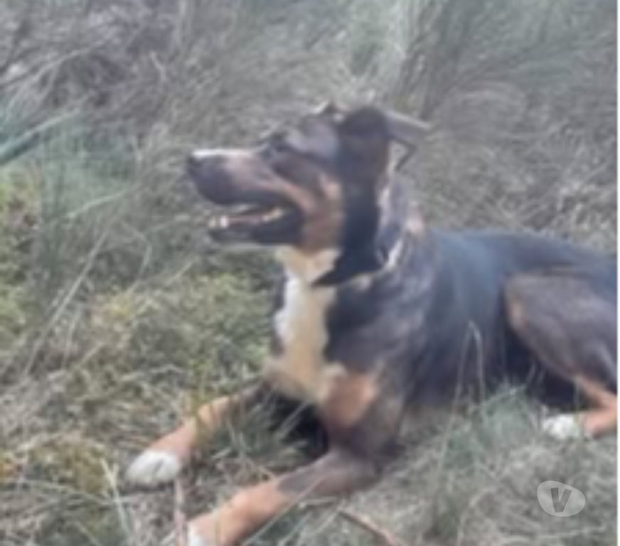 Don animaux Ardèche Lamastre - 07270 - Photos Vivastreet Chien BJORN à l adoption