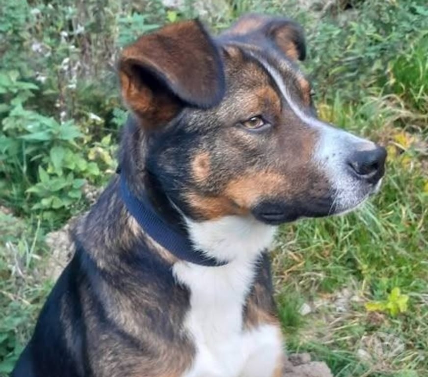 Don animaux Ardèche Lamastre - 07270 - Photos Vivastreet Chien BJORN à l adoption