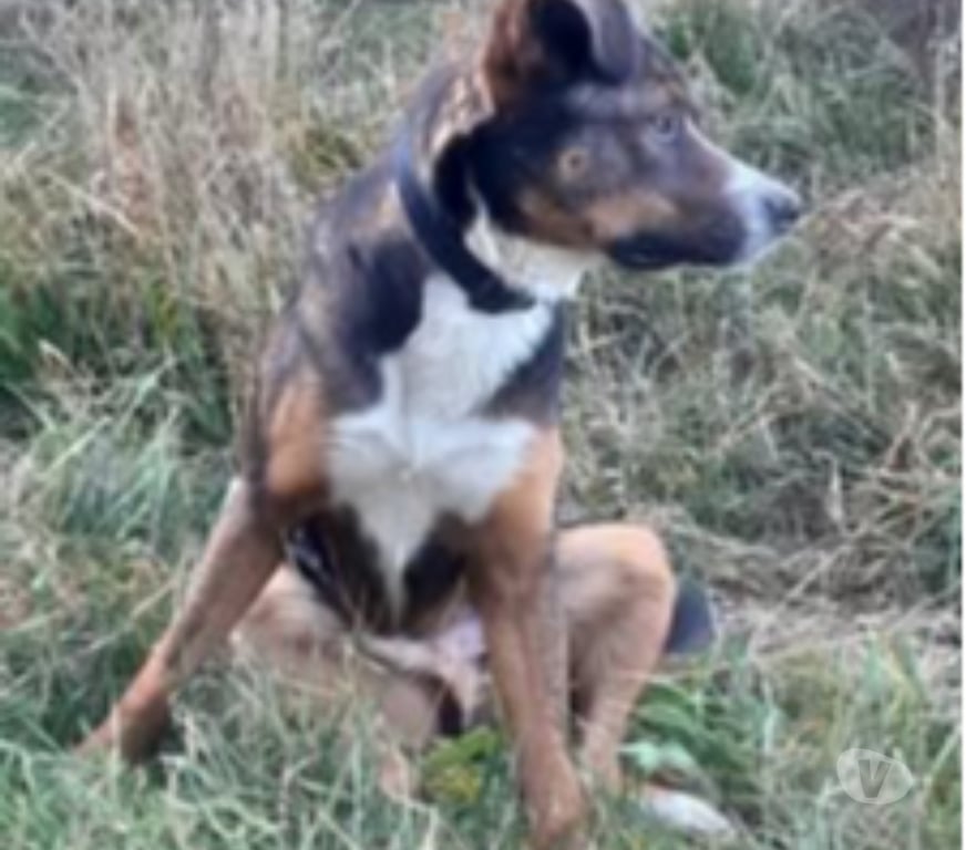 Don animaux Ardèche Lamastre - 07270 - Photos Vivastreet Chien BJORN à l adoption