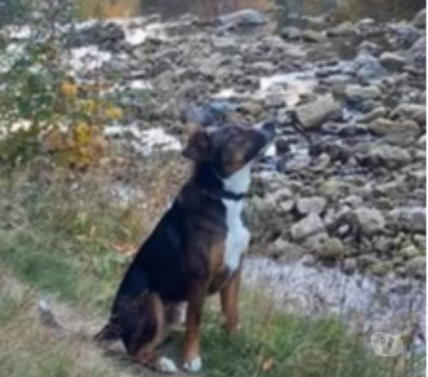 Don animaux Ardèche Lamastre - 07270 - Photos Vivastreet Chien BJORN à l adoption